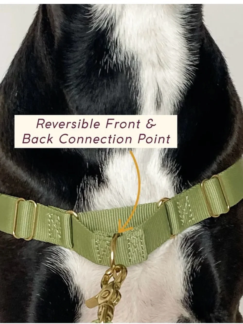 AWOO Roam Harness in Large & Infinity Leash